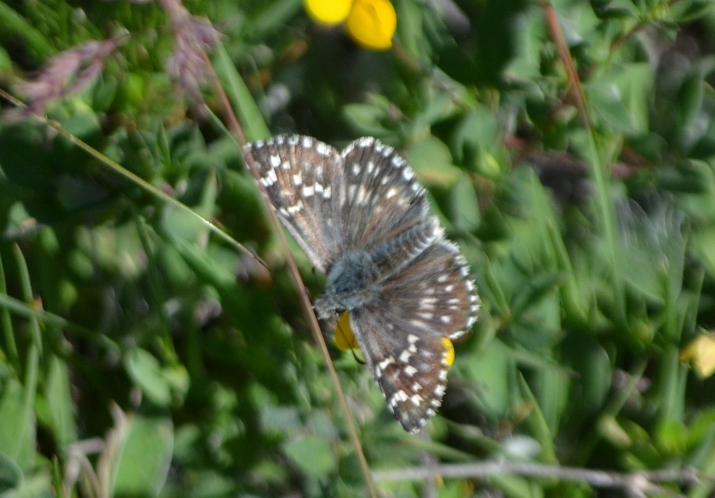 Pyrgus in montagna: Pyrgus carthami, maschio